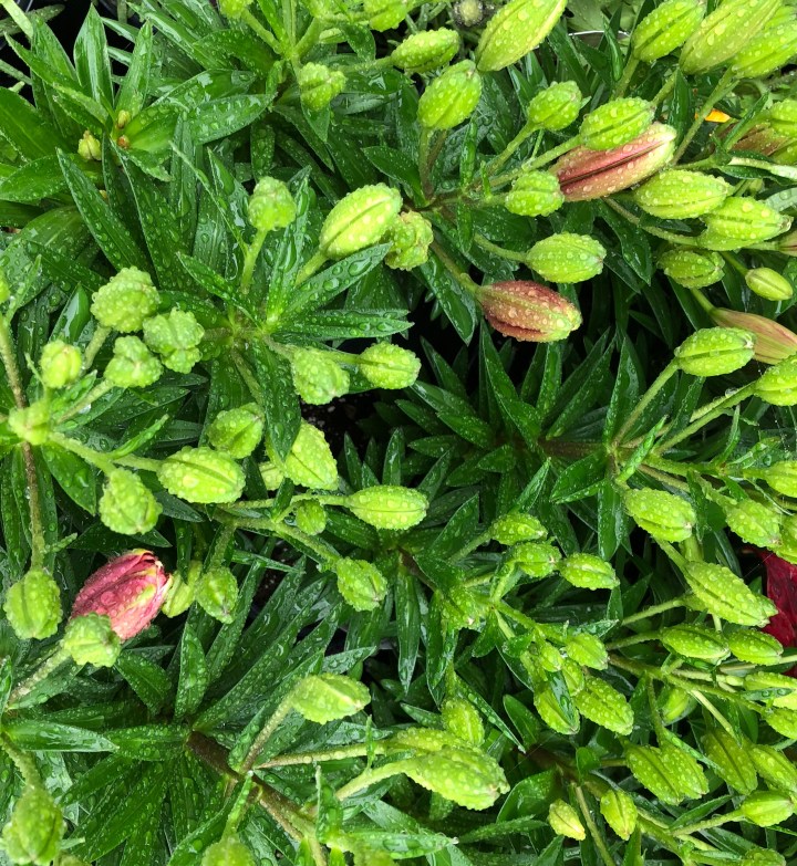 5A20740B-BDBE-4A4D-9D70-4AC6C6CB1455