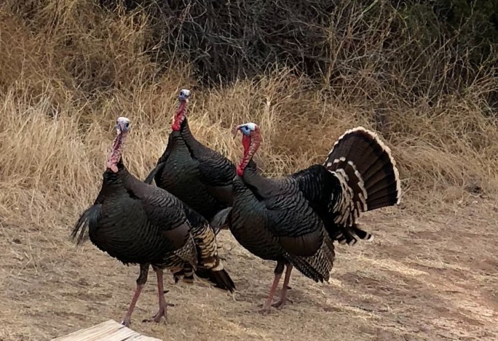 F1743F0C-4C92-402D-BC28-0BBCC772A090