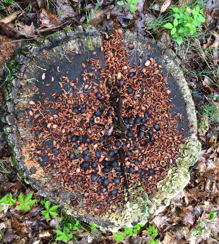 DC42DAAB-AA73-40F5-9501-76FB6A490F9F