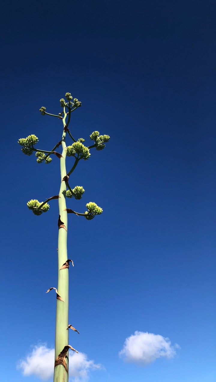 49EC9977-977B-4FE2-80BA-A5453CB8C8AE