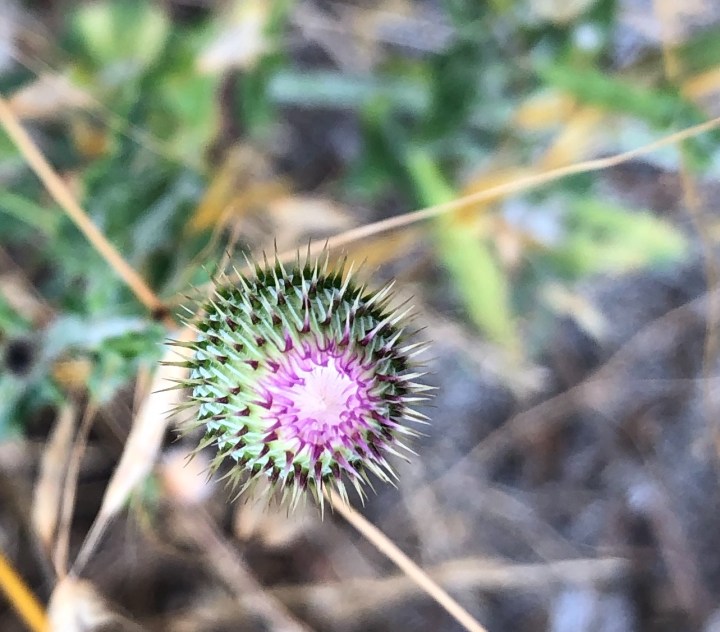 DA2BB653-812A-4365-9C00-A630F9D9040A