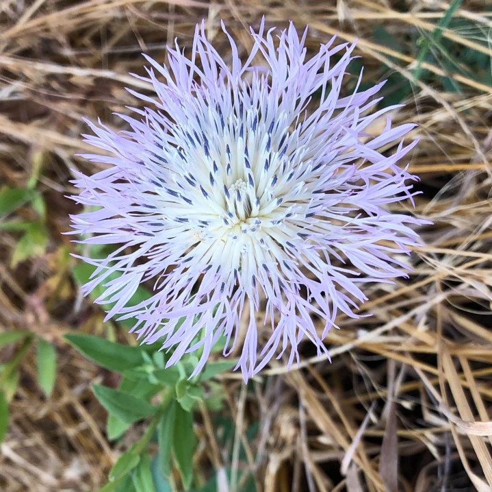 DADB7C1D-2CA0-48D0-B8C1-480513386F7C