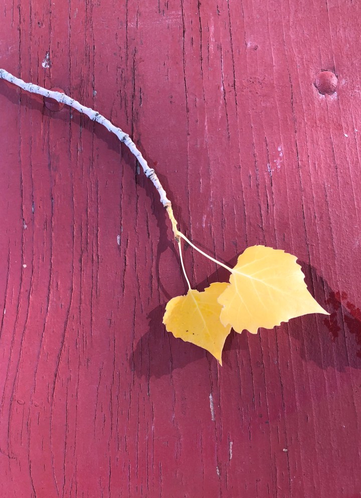 D7F49028-3546-4B0B-9DA1-567D0288DCD9