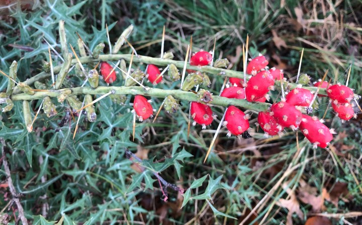 c133b8f2-77f6-4621-b965-09ee73c4aa64