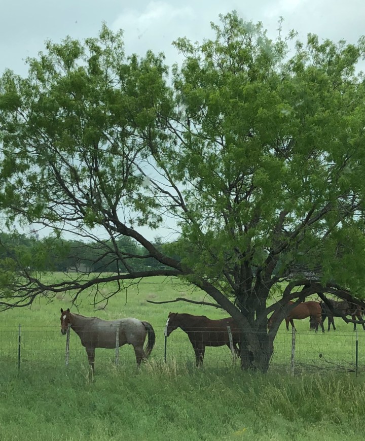 F6C52ABE-D478-4EA6-B416-1A3CCAA7221A