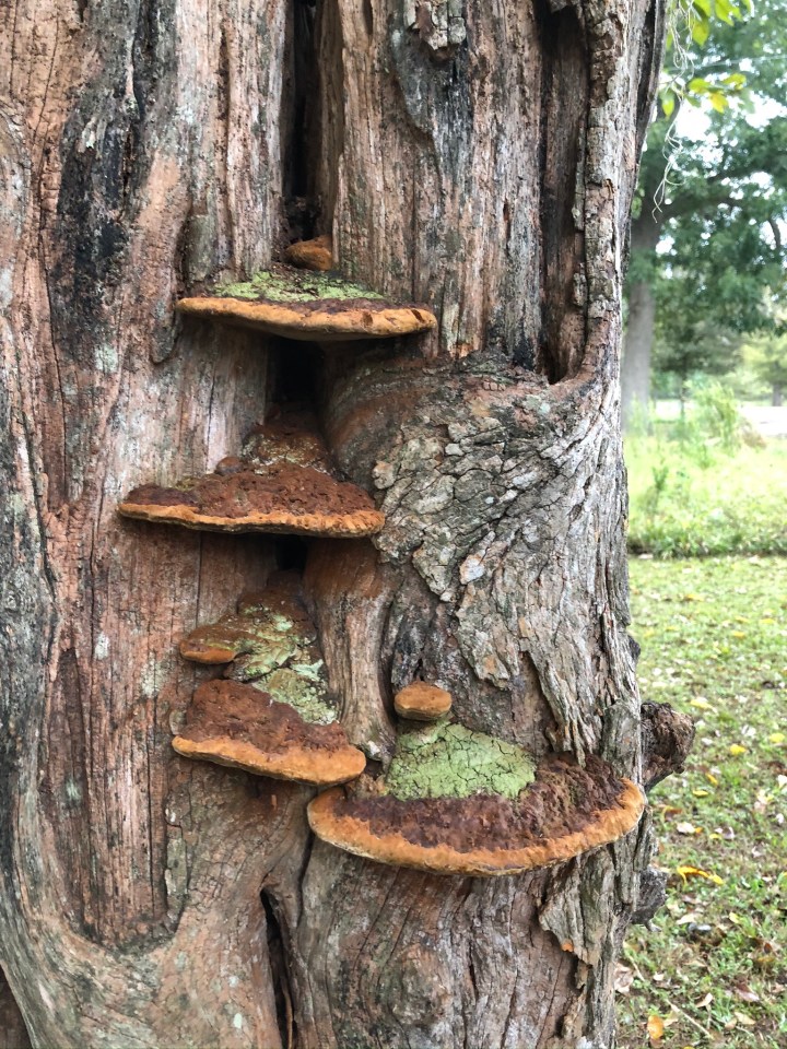 0358B18A-6F2C-4F5D-9CEB-5072EA16D463