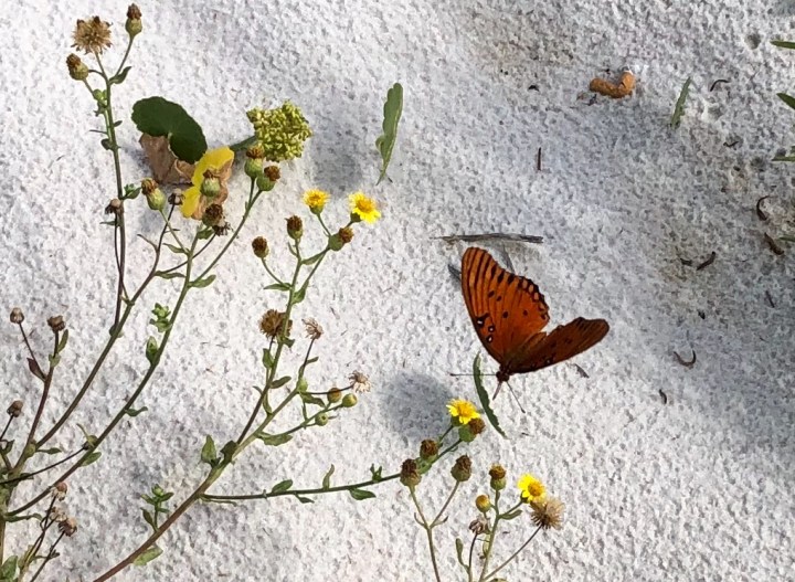 4A57A9E4-31D5-4CA4-BC27-ED72ECA09430