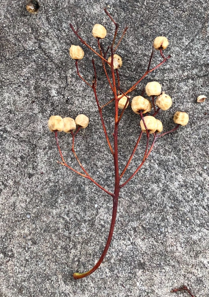 502D2ED1-DD39-403A-94A7-89B2BDCEF126