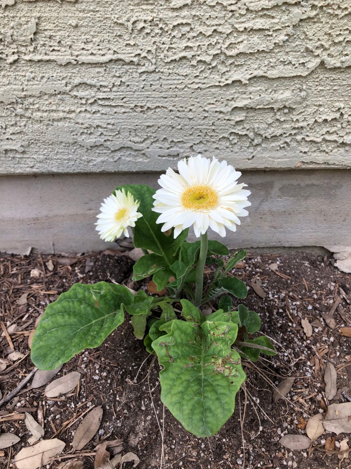 18AF02D8-4760-4714-9EDC-FEDF4184F8FE