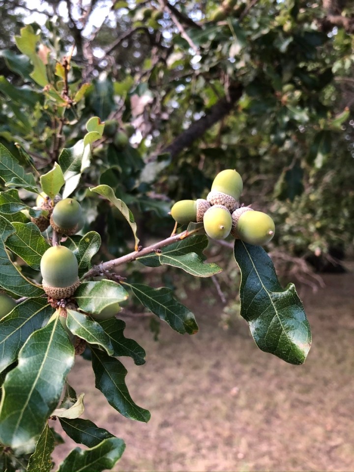 F33DED1E-2302-4C13-A11A-A54857D79B8E